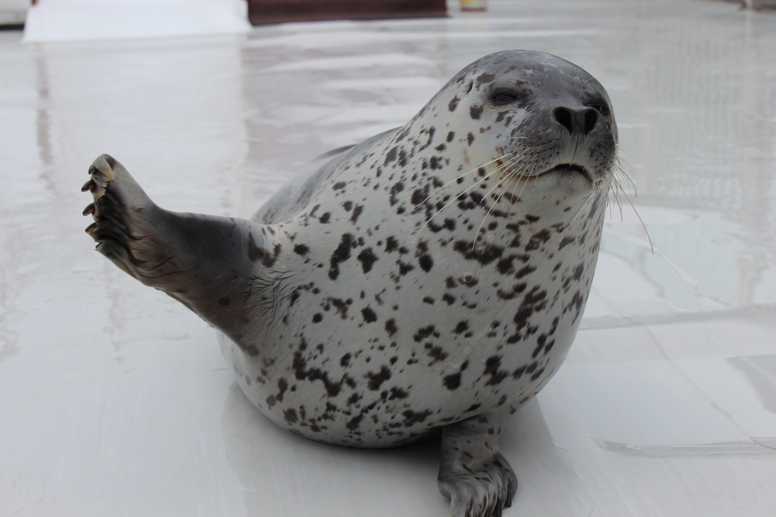 Seal